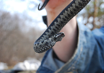 Что делать, если укусила змея: 10 советов герпетолога и змеелова