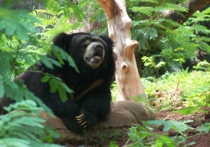  Гималайский медведь покусал беременную в Приморье